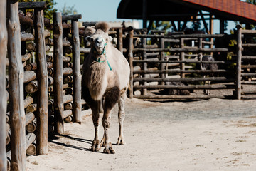 selective focus of cute camel walking near wooden fence in zoo