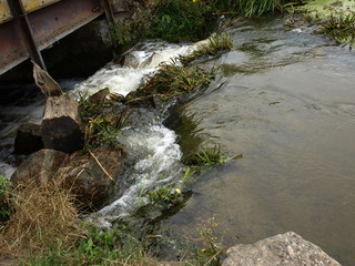 stream in the forest