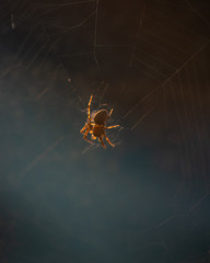 Spider Web