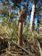 mushrooms in the forest