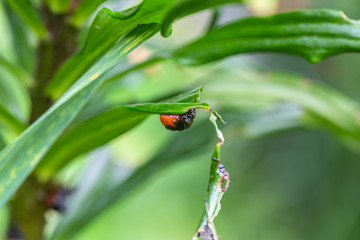 Lily beetle (Lilioceris lilii), sits on a leaf