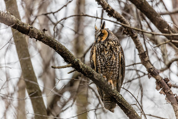 Long eared owl perched resting in deep midwinter, Quebec, Canada.