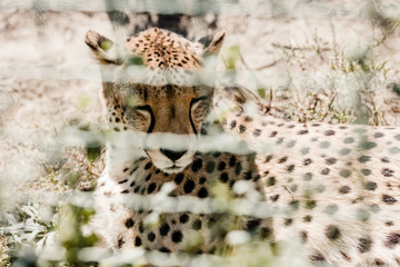 selective focus of leopard resting on grass near cage
