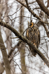 Long eared owl perched resting in deep midwinter, Quebec, Canada.