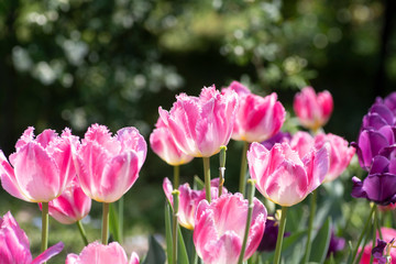 ピンクのチューリップ