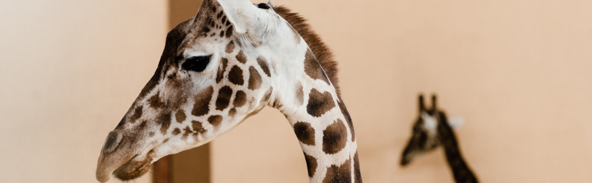 Panoramic Shot Of Tall Giraffes With Long Necks In Zoo