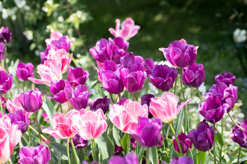 紫のチューリップ