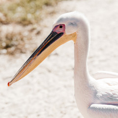 wild pelican with big beak in zoo