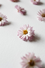 Fototapeta na wymiar Pink chrysanthemum flowers on the white background