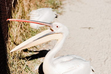 selective focus of pelican with big beak screaming in zoo