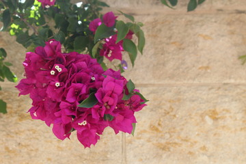 Bougainvillea flowers close up.Blooming bougainvillea.Bougainvillea flowers as a background.Floral background. - 301394655