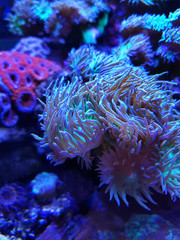 Coral reef. Underwater colorful background.