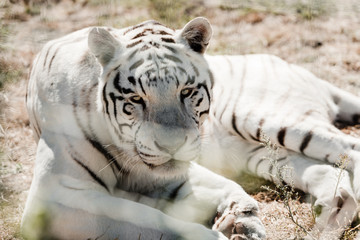selective focus of white tiger lying near cage in zoo