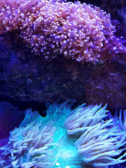 Naklejka na ściany i meble Coral reef. Underwater colorful background.