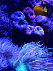 Coral reef. Underwater colorful background.