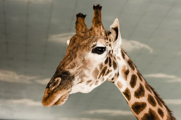 cute and tall giraffe in zoo
