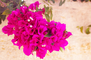 Bougainvillea flowers close up.Blooming bougainvillea.Bougainvillea flowers as a background.Floral background.