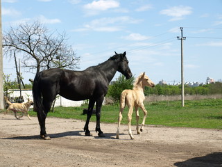 Obraz na płótnie Canvas two horses, a foal and an adult horse