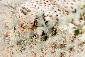 selective focus of leopard sleeping on grass near cage