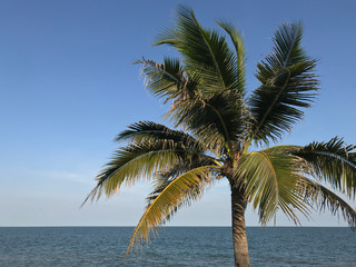 Fototapeta na wymiar A tropical coconut tree near the beautiful tranquil beach in a summer day under the blue sky.