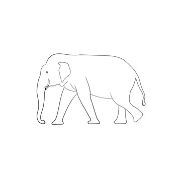 white image outline elephant Asia walking, graphics design vector Illustration isolated on white background