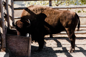 bison standing near feeding trough in zoo