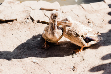 shadows near cute ducks in zoo