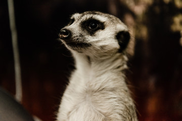 Fototapeta premium selective focus of cute meerkat in zoo