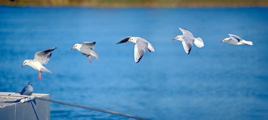Touchdown of a seagull