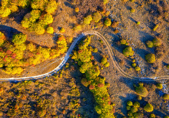aerial top view from drone of park autumn landscape with trees, colorful lawn, and walking path