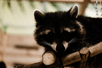 cute and fluffy raccoon in zoo