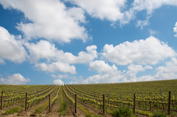Fototapeta na wymiar Vineyards in Sicily