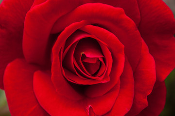 Rosa roja abierta, vista de cerca.