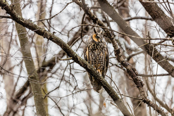 Long eared owl perched resting in winter, Quebec, Canada.