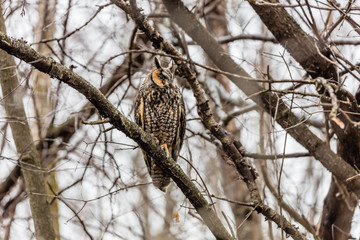Long eared owl perched resting in winter, Quebec, Canada.
