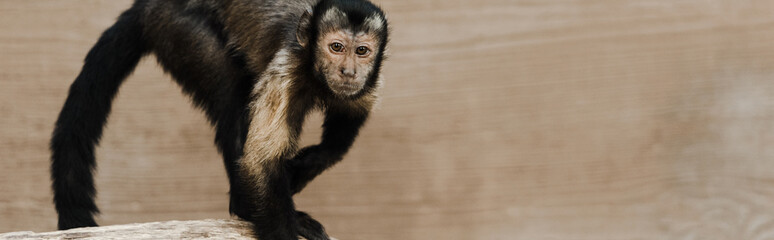 panoramic shot of cute monkey in zoo