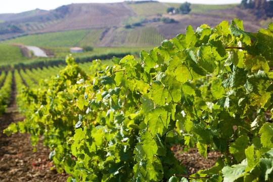 Vineyards In Sicily