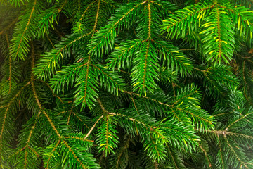 Background of green Christmas tree branches
