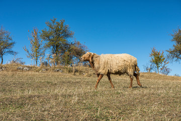 Sheep walking in the mountain