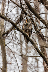 Long eared owl perched resting in winter, Quebec, Canada.