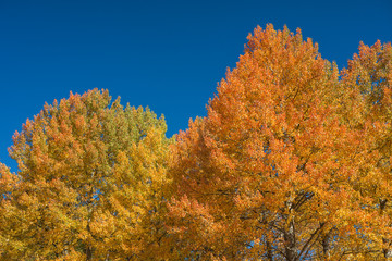 Fototapeta premium Beautiful autumn trees in the Rhodope mountains. Wonderful blue sky and golden leaves. Fall