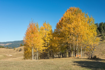 Fototapeta premium Beautiful autumn trees in the Rhodope mountains. Wonderful blue sky and golden leaves. Fall