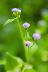 Fototapeta premium flower in garden