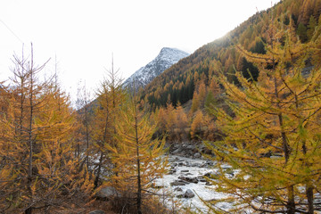 Autumn Foliage Mountain Landscape Nature Trees Travel Aosta Valley Italy