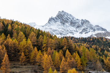Autumn Foliage Mountain Landscape Nature Trees Travel Aosta Valley Italy