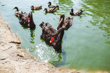 Beautiful black swan on a lake, along with water ducks.