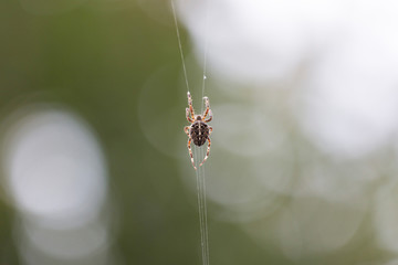 Kreuzspinne