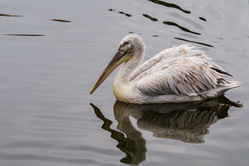 A large young white Pelican floating on the water with a reflection in it.