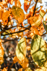 Autumn foliage on a sunny day. Colorful leaves close up