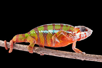 Panter Chameleon, furcifer pardalis, photographed on a plain background